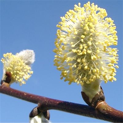 Salix aegyptiaca